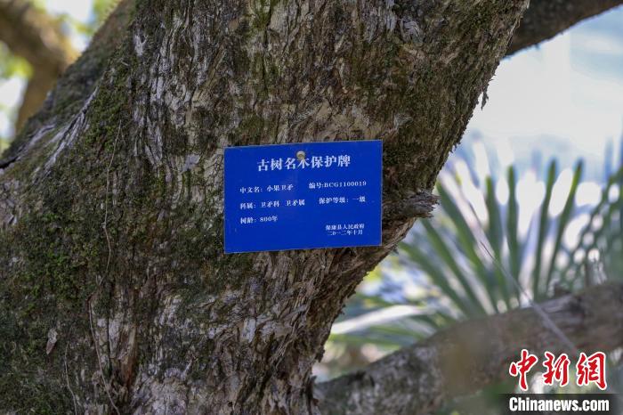古树为小果卫矛,其中一棵树龄约800年 杨东 摄 古树为小果卫矛,其中一棵树龄约800年 杨东 摄