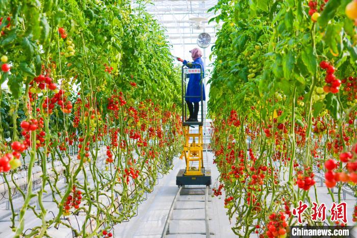 酒泉戈壁农业产业园高标准智能化温室。(资料图)酒泉市委宣传部供图 酒泉戈壁农业产业园高标准智能化温室。(资料图)酒泉市委宣传部供图