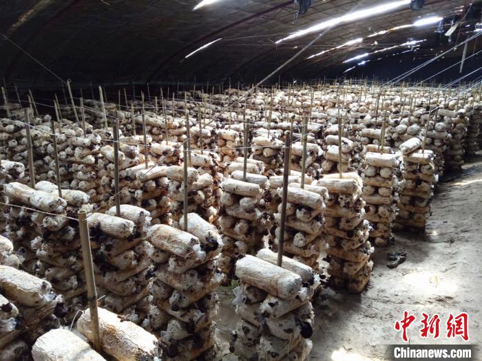 标准化流程,温室大棚设施种植蔬菜。(资料图)酒泉市委宣传部供图 标准化流程,温室大棚设施种植蔬菜。(资料图)酒泉市委宣传部供图