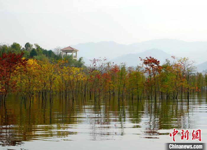 图为修复后冬季高水位期的重庆开州区汉丰湖北岸乌杨坝消落带“五彩林泽”。受访者供图 图为修复后冬季高水位期的重庆开州区汉丰湖北岸乌杨坝消落带“五彩林泽”。受访者供图
