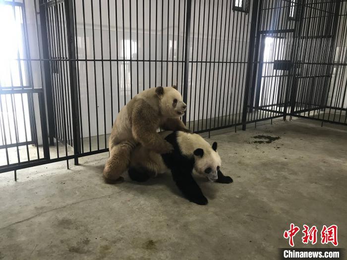 大熊猫七仔与安安完成本交。陕西省林业科学院秦岭大熊猫繁育研究中心供图 大熊猫七仔与安安完成本交。陕西省林业科学院秦岭大熊猫繁育研究中心供图